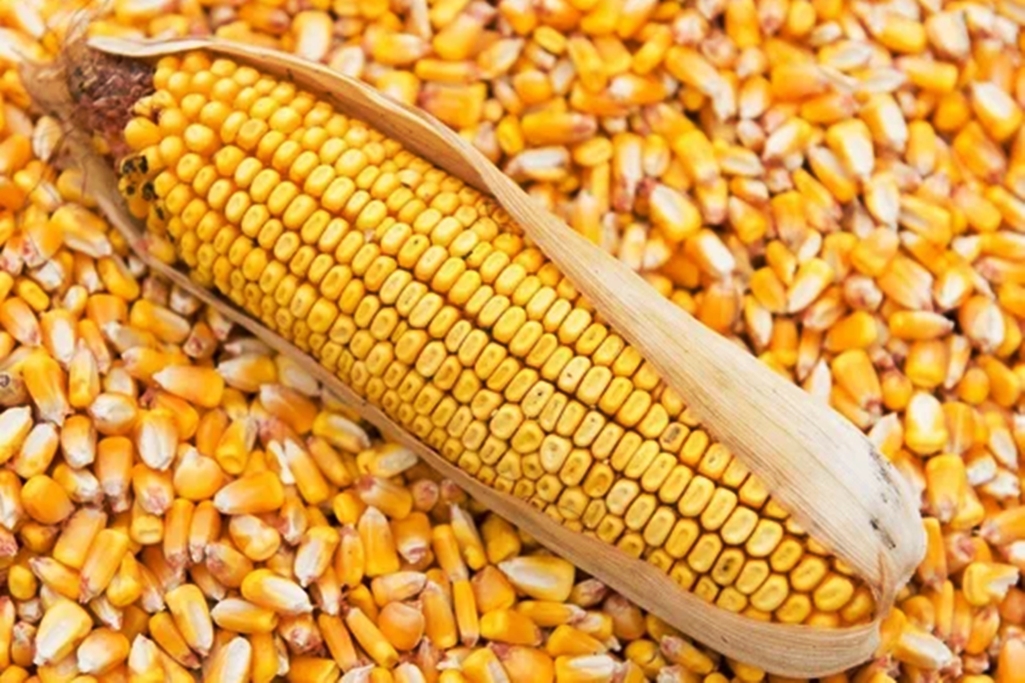 Maize