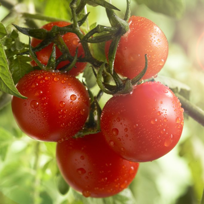 Tomatoes