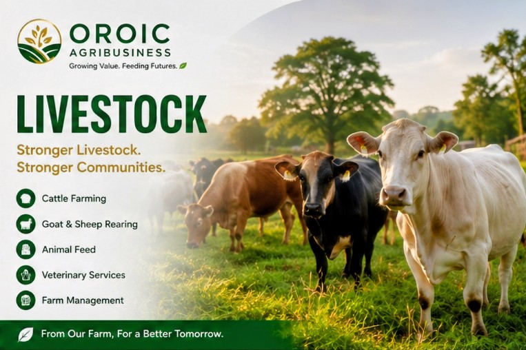 Oroic Agribusiness livestock farm in Ghana — healthy cattle grazing on lush pasture with the Oroic logo and tagline 'Stronger Livestock. Stronger Communities.'