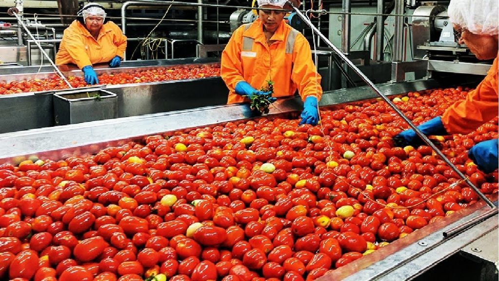 Oroic Agribusiness food processing line — workers in protective gear sorting fresh tomatoes on a stainless-steel conveyor.