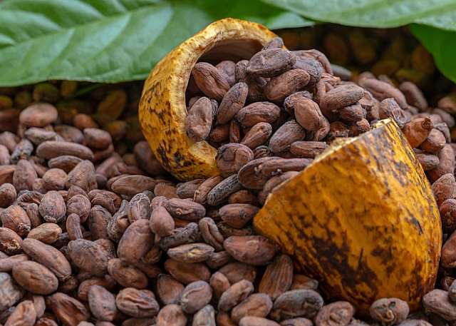 Cocoa Beans