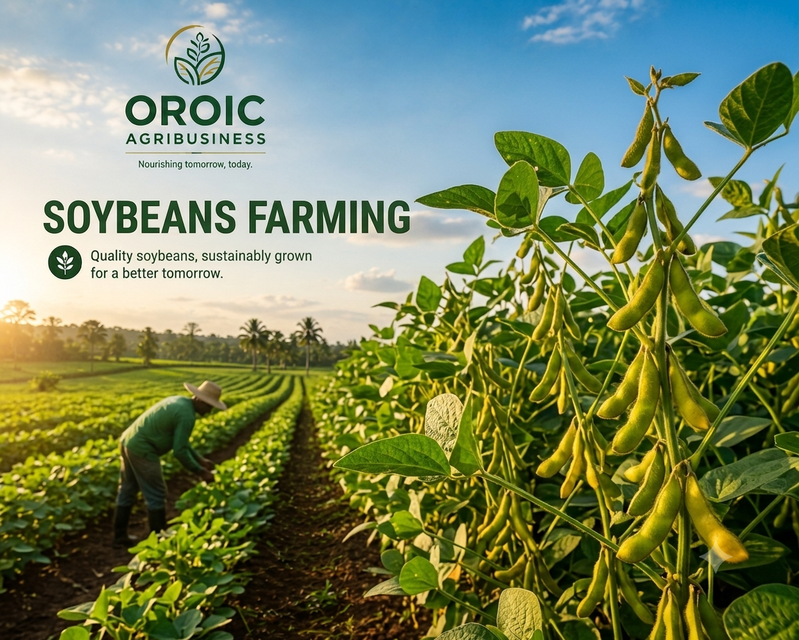 Soybean