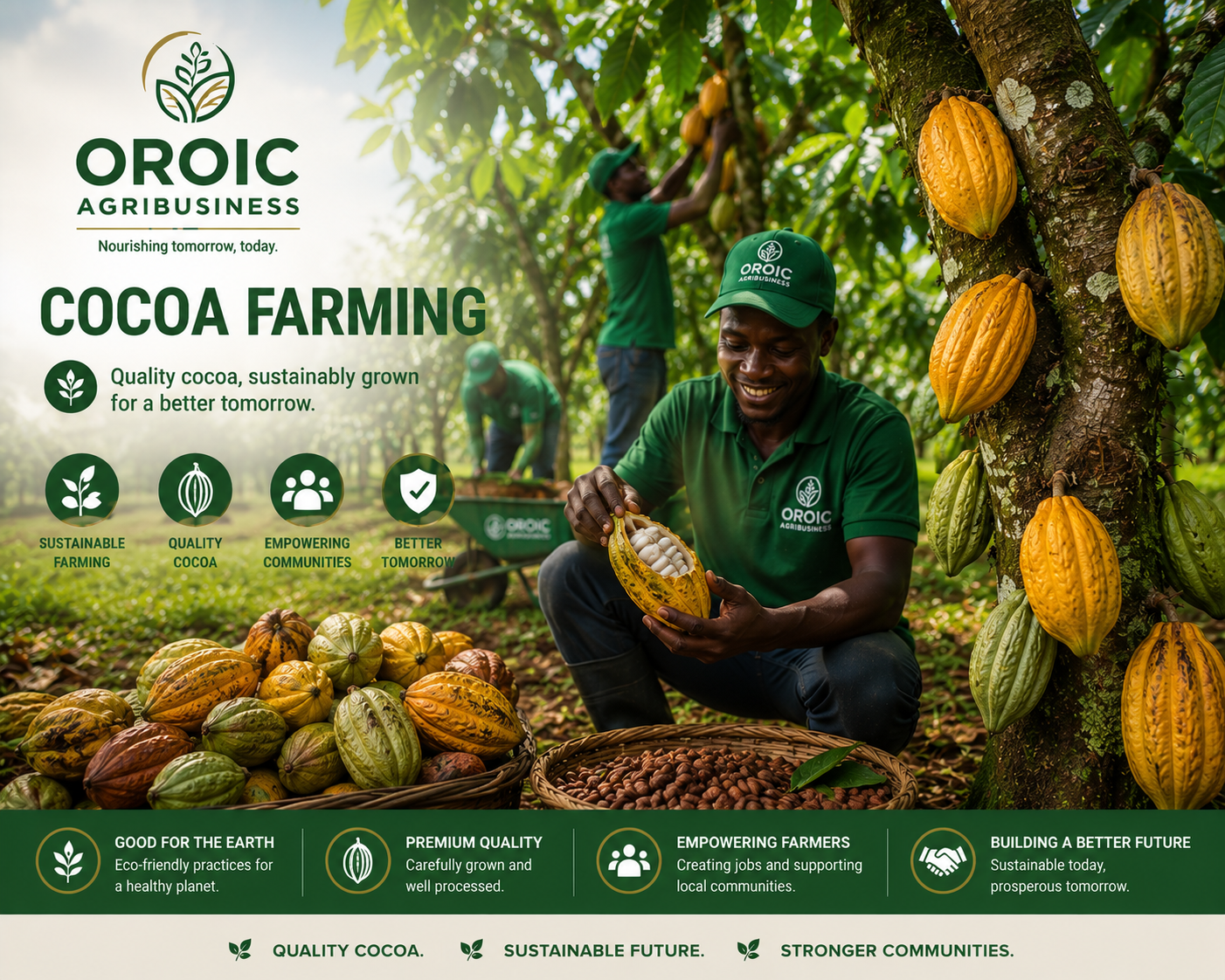Cocoa Beans